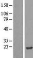 NME2 Protein - Western validation with an anti-DDK antibody * L: Control HEK293 lysate R: Over-expression lysate