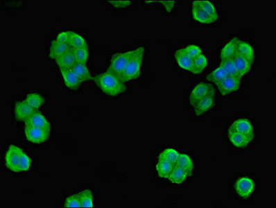 NME3 Antibody - Immunofluorescent analysis of PC3 cells diluted at 1:100 and Alexa Fluor 488-congugated AffiniPure Goat Anti-Rabbit IgG(H+L)