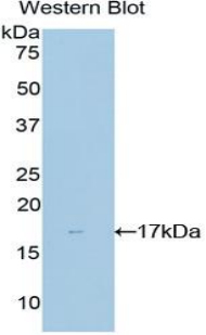 NME4 Antibody - Western blot of recombinant NME4.  This image was taken for the unconjugated form of this product. Other forms have not been tested.