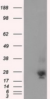 NME4 Antibody - HEK293T cells were transfected with the pCMV6-ENTRY control (Left lane) or pCMV6-ENTRY NME4 (Right lane) cDNA for 48 hrs and lysed. Equivalent amounts of cell lysates (5 ug per lane) were separated by SDS-PAGE and immunoblotted with anti-NME4.