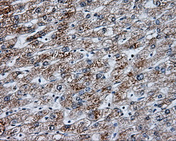 NME4 Antibody - IHC of paraffin-embedded liver tissue using anti-NME4 mouse monoclonal antibody. (Dilution 1:50).