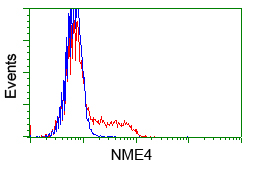 NME4 Antibody - HEK293T cells transfected with either pCMV6-ENTRY NME4 (Red) or empty vector control plasmid (Blue) were immunostained with anti-NME4 mouse monoclonal, and then analyzed by flow cytometry.