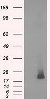 NME4 Antibody - HEK293T cells were transfected with the pCMV6-ENTRY control (Left lane) or pCMV6-ENTRY NME4 (Right lane) cDNA for 48 hrs and lysed. Equivalent amounts of cell lysates (5 ug per lane) were separated by SDS-PAGE and immunoblotted with anti-NME4.