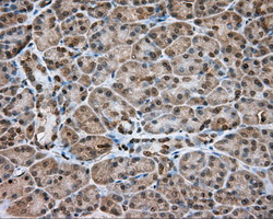 NME4 Antibody - Immunohistochemical staining of paraffin-embedded pancreas tissue using anti-NME4 mouse monoclonal antibody. (Dilution 1:50).