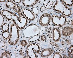 NME4 Antibody - Immunohistochemical staining of paraffin-embedded Kidney tissue using anti-NME4 mouse monoclonal antibody. (Dilution 1:50).