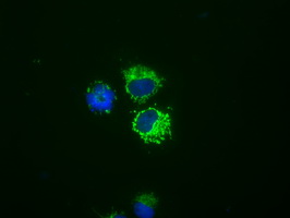 NME4 Antibody - Anti-NME4 mouse monoclonal antibody  immunofluorescent staining of COS7 cells transiently transfected by pCMV6-ENTRY NME4.