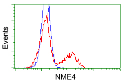 NME4 Antibody - HEK293T cells transfected with either pCMV6-ENTRY NME4 (Red) or empty vector control plasmid (Blue) were immunostained with anti-NME4 mouse monoclonal, and then analyzed by flow cytometry.