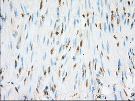 NME4 Antibody - IHC of paraffin-embedded colon tissue using anti-NME4 mouse monoclonal antibody. (Dilution 1:50).