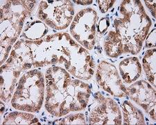 NME4 Antibody - IHC of paraffin-embedded Kidney tissue using anti-NME4 mouse monoclonal antibody. (Dilution 1:50).