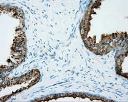 NME4 Antibody - IHC of paraffin-embedded prostate tissue using anti-NME4 mouse monoclonal antibody. (Dilution 1:50).