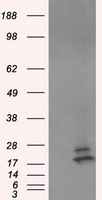 NME4 Antibody - HEK293T cells were transfected with the pCMV6-ENTRY control (Left lane) or pCMV6-ENTRY NME4 (Right lane) cDNA for 48 hrs and lysed. Equivalent amounts of cell lysates (5 ug per lane) were separated by SDS-PAGE and immunoblotted with anti-NME4.