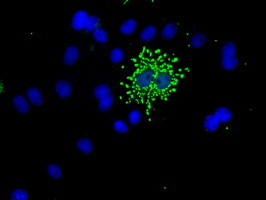 NME4 Antibody - Anti-NME4 mouse monoclonal antibody  immunofluorescent staining of COS7 cells transiently transfected by pCMV6-ENTRY NME4.