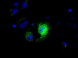 NME4 Antibody - Anti-NME4 mouse monoclonal antibody  immunofluorescent staining of COS7 cells transiently transfected by pCMV6-ENTRY NME4.