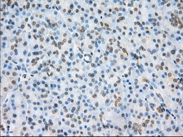 NME4 Antibody - IHC of paraffin-embedded Human pancreas tissue using anti-NME4 mouse monoclonal antibody. (Dilution 1:50).