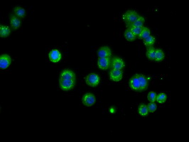 NME4 Antibody - Immunofluorescent staining of HT29 cells using anti-NME4 mouse monoclonal antibody.
