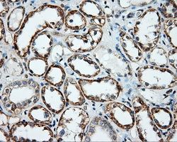 NME4 Antibody - IHC of paraffin-embedded Kidney tissue using anti-NME4 mouse monoclonal antibody. (Dilution 1:50).