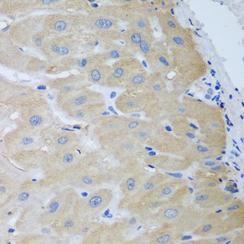 NME4 Antibody - Immunohistochemistry of paraffin-embedded human liver using NME4 antibody at dilution of 1:100 (40x lens).