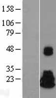 NME4 Protein - Western validation with an anti-DDK antibody * L: Control HEK293 lysate R: Over-expression lysate