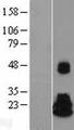 NME4 Protein - Western validation with an anti-DDK antibody * L: Control HEK293 lysate R: Over-expression lysate