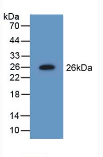 NME5 Antibody - Western Blot; Sample: Recombinant NME5, Mouse.