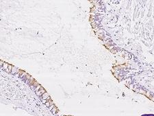 NME5 Antibody - Immunochemical staining of human NME5 in human bronchus with rabbit polyclonal antibody at 1:100 dilution, formalin-fixed paraffin embedded sections.