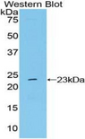 NME6 Antibody - Western blot of recombinant NME6.  This image was taken for the unconjugated form of this product. Other forms have not been tested.