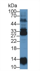 NME6 Antibody - Western Blot; Sample: Human Lung lysate; Primary Ab: 1µg/ml Rabbit Anti-Human NME6 Antibody Second Ab: 0.2µg/mL HRP-Linked Caprine Anti-Rabbit IgG Polyclonal Antibody