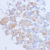 NME6 Antibody - Immunohistochemistry of paraffin-embedded Rat pancreas using NME6 Polyclonal Antibody at dilution of 1:100 (40x lens).