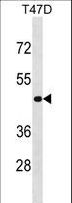 NME7 Antibody - NME7 Antibody (V40) western blot of T47D cell line lysates (35 ug/lane). The NME7 antibody detected the NME7 protein (arrow).