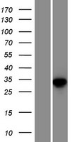 NME9 / TXNDC6 Protein - Western validation with an anti-DDK antibody * L: Control HEK293 lysate R: Over-expression lysate