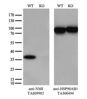 NMI Antibody - Equivalent amounts of cell lysates  were separated by SDS-PAGE and immunoblotted with anti-NMI monoclonal antibody. Then the blotted membrane was stripped and reprobed with anti-HSP90 antibody as a loading control.