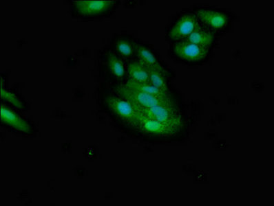 NMI Antibody - Immunofluorescent analysis of HepG2 cells diluted at 1:100 and Alexa Fluor 488-congugated AffiniPure Goat Anti-Rabbit IgG(H+L)