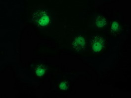 NMNAT1 / NMNAT Antibody - Anti-NMNAT1 mouse monoclonal antibody immunofluorescent staining of COS7 cells transiently transfected by pCMV6-ENTRY NMNAT1.
