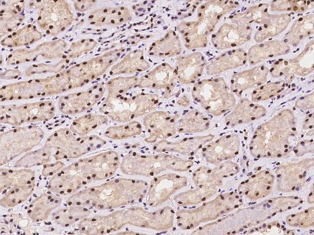 NMNAT1 / NMNAT Antibody - Immunochemical staining of human NMNAT1 in human kidney with rabbit polyclonal antibody at 1:100 dilution, formalin-fixed paraffin embedded sections.