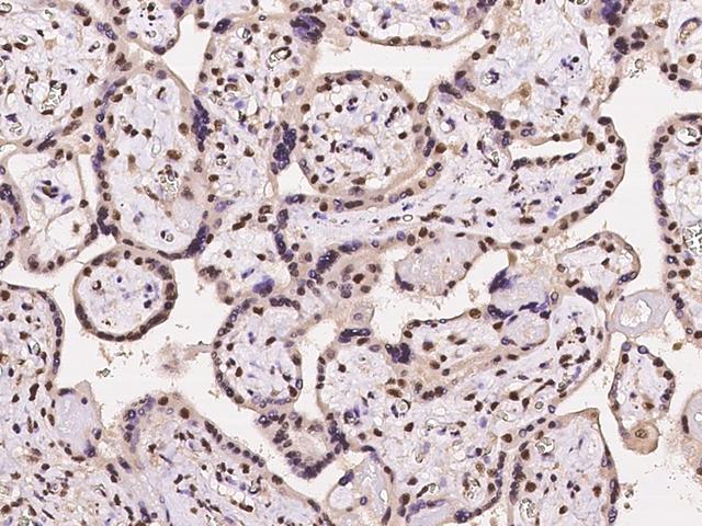 NMNAT1 / NMNAT Antibody - Immunochemical staining of human NMNAT1 in human placenta with rabbit polyclonal antibody at 1:100 dilution, formalin-fixed paraffin embedded sections.