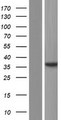NMNAT2 Protein - Western validation with an anti-DDK antibody * L: Control HEK293 lysate R: Over-expression lysate