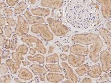 NMNAT3 Antibody - Immunochemical staining of human NMNAT3 in human kidney with rabbit polyclonal antibody at 1:100 dilution, formalin-fixed paraffin embedded sections.