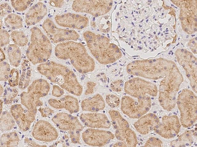 NMNAT3 Antibody - Immunochemical staining of human NMNAT3 in human kidney with rabbit polyclonal antibody at 1:100 dilution, formalin-fixed paraffin embedded sections.