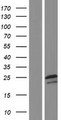 NMNAT3 Protein - Western validation with an anti-DDK antibody * L: Control HEK293 lysate R: Over-expression lysate