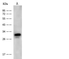 NMRAL1 / HSCARG Antibody - Anti-NMRAL1 rabbit polyclonal antibody at 1:500 dilution. Lane A: Hela Whole Cell Lysate. Lysates/proteins at 30 ug per lane. Secondary: Goat Anti-Rabbit IgG (H+L)/HRP at 1/10000 dilution. Developed using the ECL technique. Performed under reducing conditions. Predicted band size: 33 kDa.