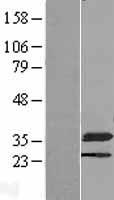 NMRAL1 / HSCARG Protein - Western validation with an anti-DDK antibody * L: Control HEK293 lysate R: Over-expression lysate