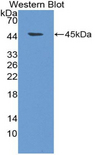 NMS Antibody - Western blot of recombinant NMS.