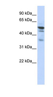 NMT1 Antibody - NMT1 antibody Western blot of HepG2 cell lysate. This image was taken for the unconjugated form of this product. Other forms have not been tested.