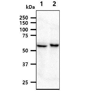 NMT1 Antibody - The cell lysates (40ug) were resolved by SDS-PAGE, transferred to PVDF membrane and probed with anti-human NMT1 antibody (1:1000). Proteins were visualized using a goat anti-mouse secondary antibody conjugated to HRP and an ECL detection system. Lane 1.: HepG2 cell lysate Lane 2.: 293T cell lysate