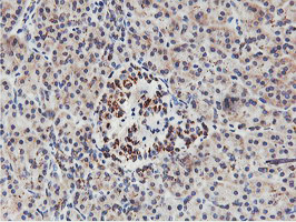 NMT2 Antibody - IHC of paraffin-embedded Human pancreas tissue using anti-NMT2 mouse monoclonal antibody.