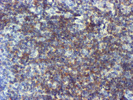 NMT2 Antibody - IHC of paraffin-embedded Human tonsil using anti-NMT2 mouse monoclonal antibody.