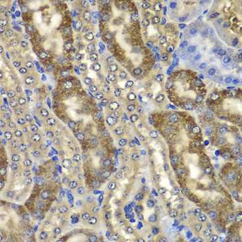 NMT2 Antibody - Immunohistochemistry of paraffin-embedded mouse kidney tissue.