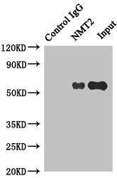 NMT2 Antibody - Immunoprecipitating NMT2 in HepG2 whole cell lysate Lane 1: Rabbit monoclonal IgG(1ug)instead of product in HepG2 whole cell lysate.For western blotting, a HRP-conjugated anti-rabbit IgG, specific to the non-reduced form of IgG was used as the Secondary antibody (1/50000) Lane 2: product(4ug)+ HepG2 whole cell lysate(500ug) Lane 3: HepG2 whole cell lysate (20ug)