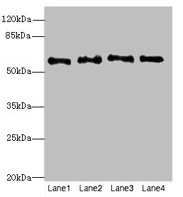 NMT2 Antibody - Western blot All Lanes: STX7antibody at 4.99ug/ml Lane 1 : Human placenta tissue Lane 2 : K562 whole cell lysate Lane 3 : A431 whole cell lysate Lane 4 : HepG-2 whole cell lysate Secondary Goat polyclonal to Rabbit IgG at 1/10000 dilution Predicted band size: 57 kDa Observed band size: 57 kDa