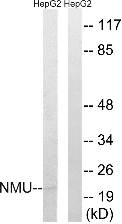 NMU / Neuromedin U Antibody - Western blot analysis of lysates from HepG2 cells, using NMU Antibody. The lane on the right is blocked with the synthesized peptide.